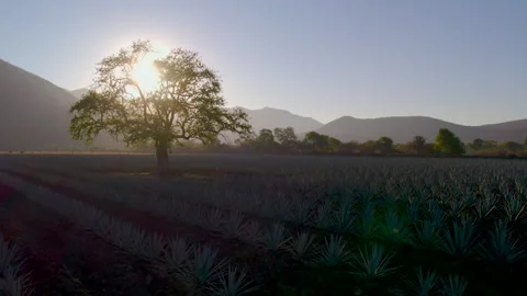 Sunrise Over Agave Fields: Aerial Shot Stock Footage 248094191
