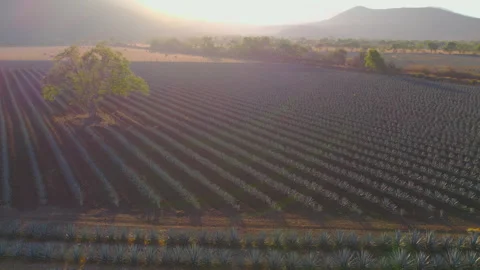 Sunrise Over Agave Fields: Aerial Shot Stock Footage 248094378