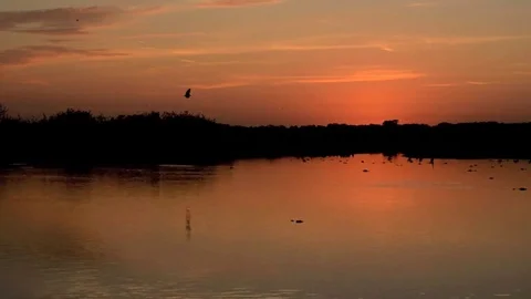 Sunrise over alligator pond Stock Footage 80679054