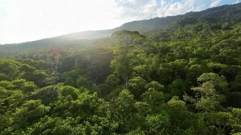 SUNRISE over the AMAZON JUNGLE CANOPY. Immersive fly throughs by aerial drone. Stock Footage 249746952