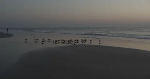Sunrise over the Atlantic  Beach,  Florida, United States Stock Footage 60725224