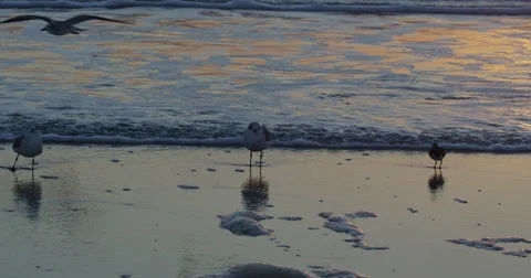 Sunrise over the Atlantic  Beach,  Florida, United States Stock Footage 60728793
