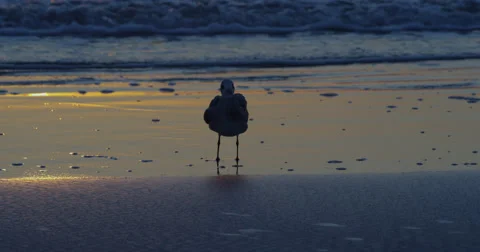 Sunrise over the Atlantic  Beach,  Florida, United States Stock Footage 60730463