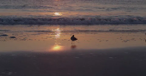 Sunrise over the Atlantic  Beach,  Florida, United States Stock Footage 60748441