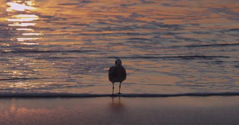 Sunrise over the Atlantic  Beach,  Florida, United States Stock Footage 62198988