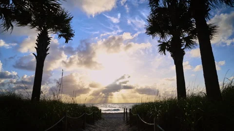 Sunrise over Atlantic Ocean through palm trees on beach Stock Footage 333411123