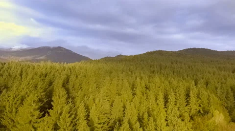 Sunrise over autumn forest Stock Footage 68617746