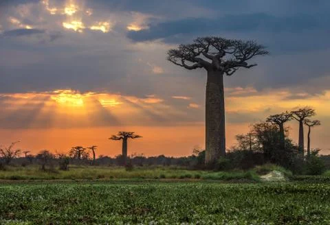 Sunrise over Avenue of the baobabs, Madagascar Stock Photos