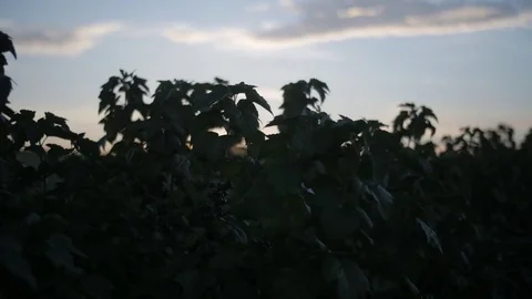 Sunrise over black currant Video stock 77718541