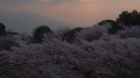 Sunrise over Cherry Blossoms (real time/tilt up) Stock Footage 112683497