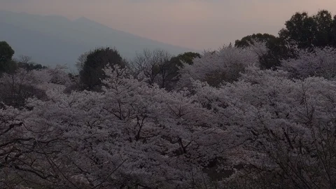 Sunrise over Cherry Blossoms (time lapse/tilt up) 스톡 동영상 112653669