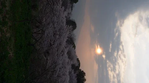 Sunrise over Cherry Blossoms (vertical/real time) Stock-Footage 112683714