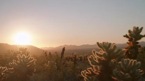 Sunrise Over Cholla Cactus Garden Stock Footage 341839954