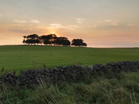 Sunrise over a copse of trees Stock Photos