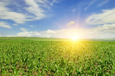 Sunrise over the corn field Stock Photos