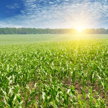 Sunrise over the corn field Stock Photos