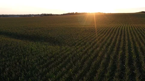 Sunrise over Cornfield - Drone Video Stock Footage 115675155