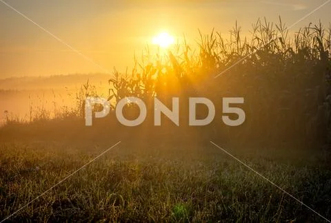 Sunrise over a cornfield, fog, grass in the foreground Stock Photos