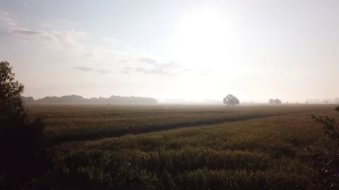 Sunrise over cornfield Vidéo 98039579