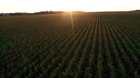 Sunrise over Cornfield - Left to Right Drone Video Stock Footage 115675331