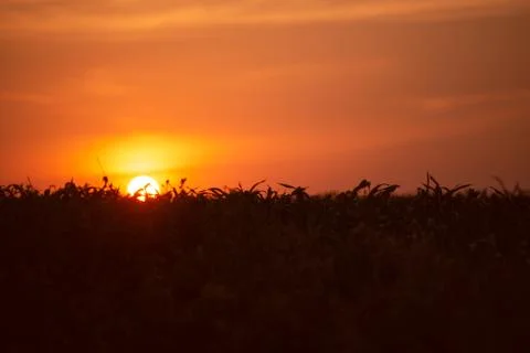 Sunrise over a cornfield Stock Photos