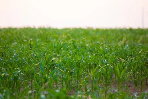 Sunrise over a cornfield Stock Photos