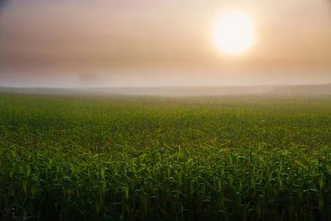 Sunrise over cornfield Stock Photos