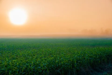 Sunrise over cornfield Stock Photos