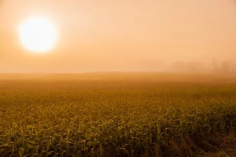 Sunrise over cornfield Stock Photos