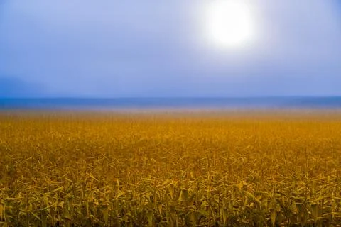 Sunrise over cornfield Stock Photos