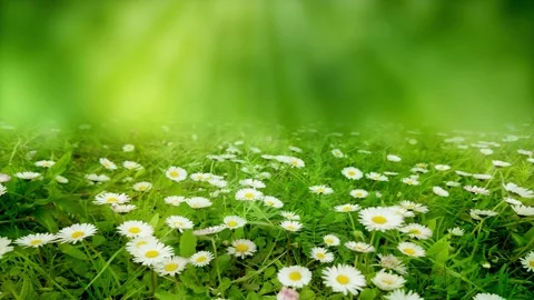 Sunrise over daisy meadow Stock Footage 273058954