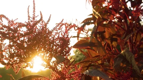 Sunrise over fall plants Stock Footage 93803394