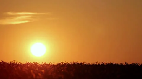 Sunrise over the field Stock Footage