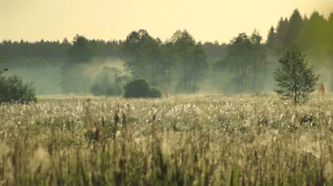 Sunrise over a field Stock Footage 51236840