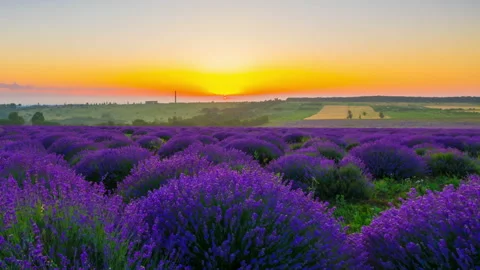Sunrise Over A Field Of Lavender Stock-Footage 143119423