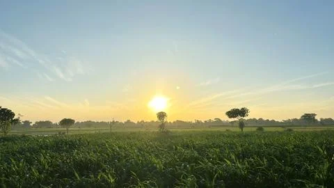 Sunrise Over The Field Stock Photos