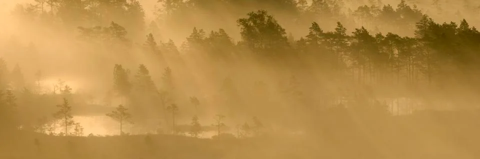 Sunrise over foggy landscape with the bog lakes and trees Stock Photos
