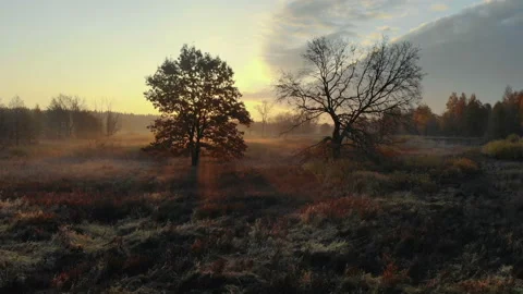Sunrise over the forest and river, aerial view Stock Footage 100015436