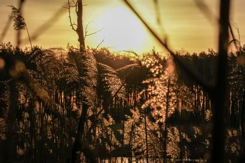Sunrise over the forest between the grass Stock Photos