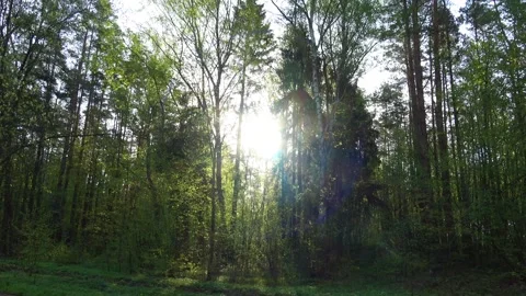 Sunrise over the forest 스톡 동영상 274201896
