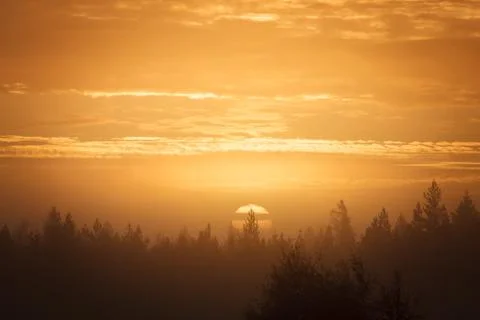 Sunrise over forest Stock Photos