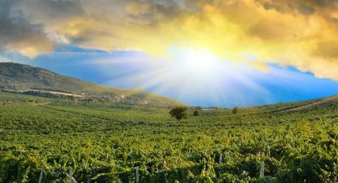 Sunrise over a grape field Stock Illustration