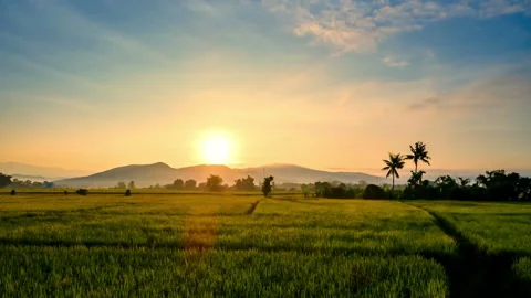 Sunrise over the green rice fields. Stock Footage 256266607