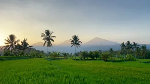 Sunrise Over Green Rice Fields and Mountains in Bali Video stock 343201405