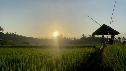 Sunrise Over Green Rice Fields with Bamboo Hut in Bali 库存影片 343201553
