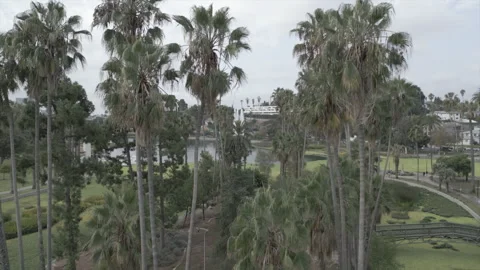 Sunrise over Hancock park Stock Footage 285260031