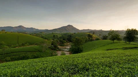 Sunrise over Long Coc tea hill, Vietnam Stock Footage 262080749