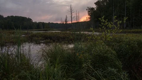 Sunrise over marsh Stock Footage 100138508