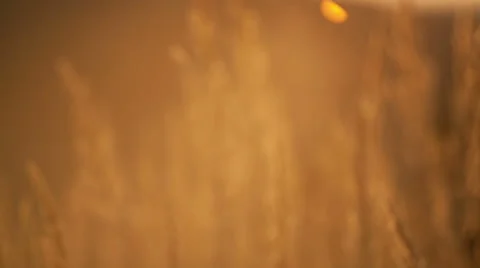 Sunrise over the meadow. Mist fields. Stock Footage 40851024