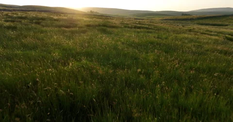 Sunrise over meadows Stock Footage 249101068